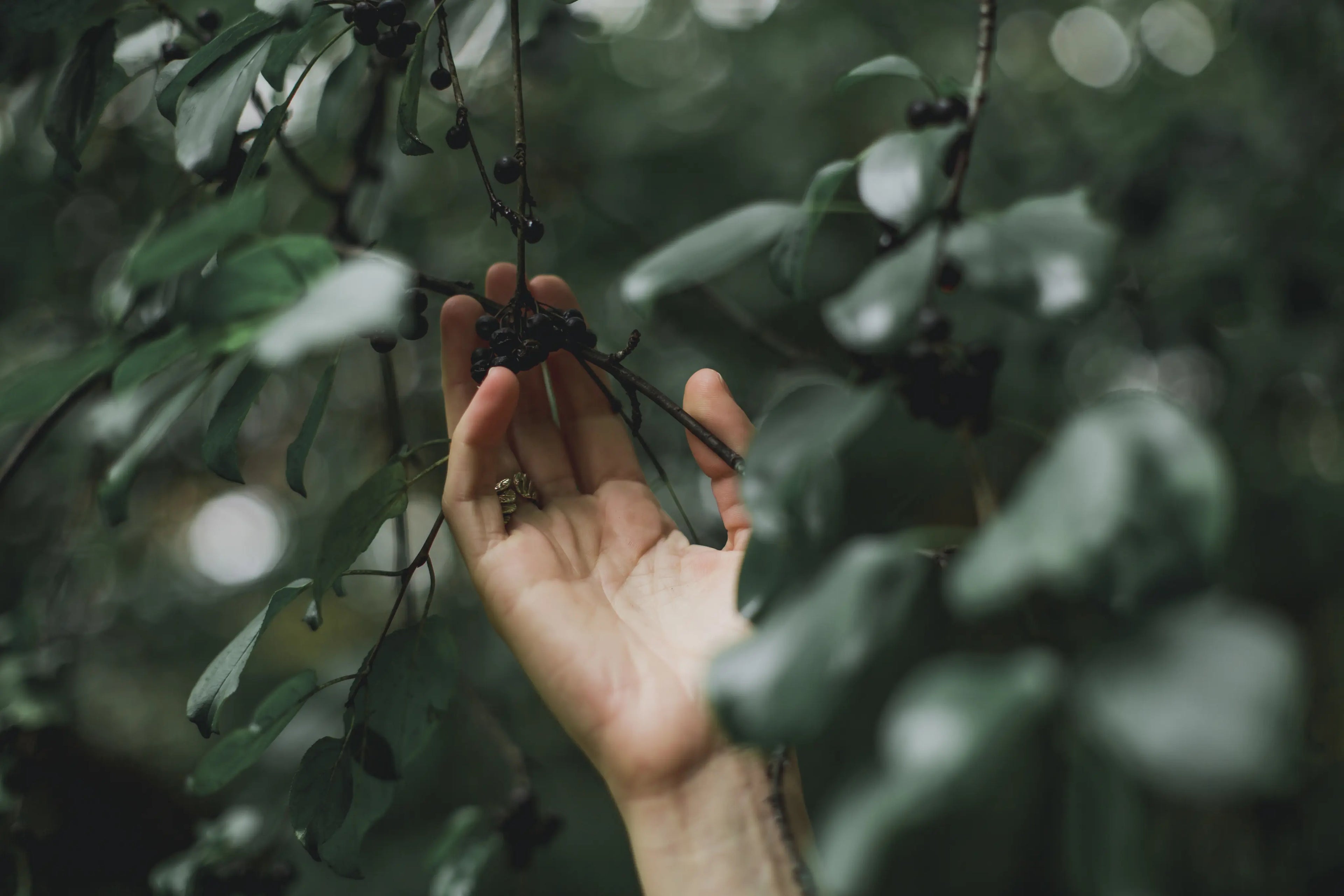 Hand greift nach dunklen Beeren an einem Ast – Nahaufnahme mit natürlichem Bokeh-Hintergrund aus grünem Laub